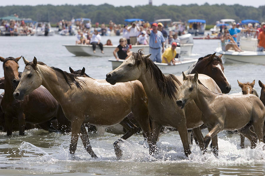 16-82nd-annual-chincoteague-pony-swim-jason-o-watson